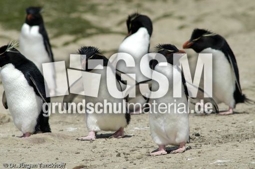 Felsenpinguine (21 von 40).jpg